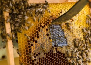 colheita do mel