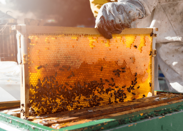 nada se perde na produção do mel