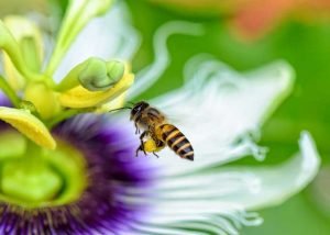a importância das abelhas